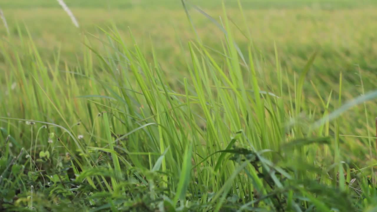 绿草因风而动视频下载