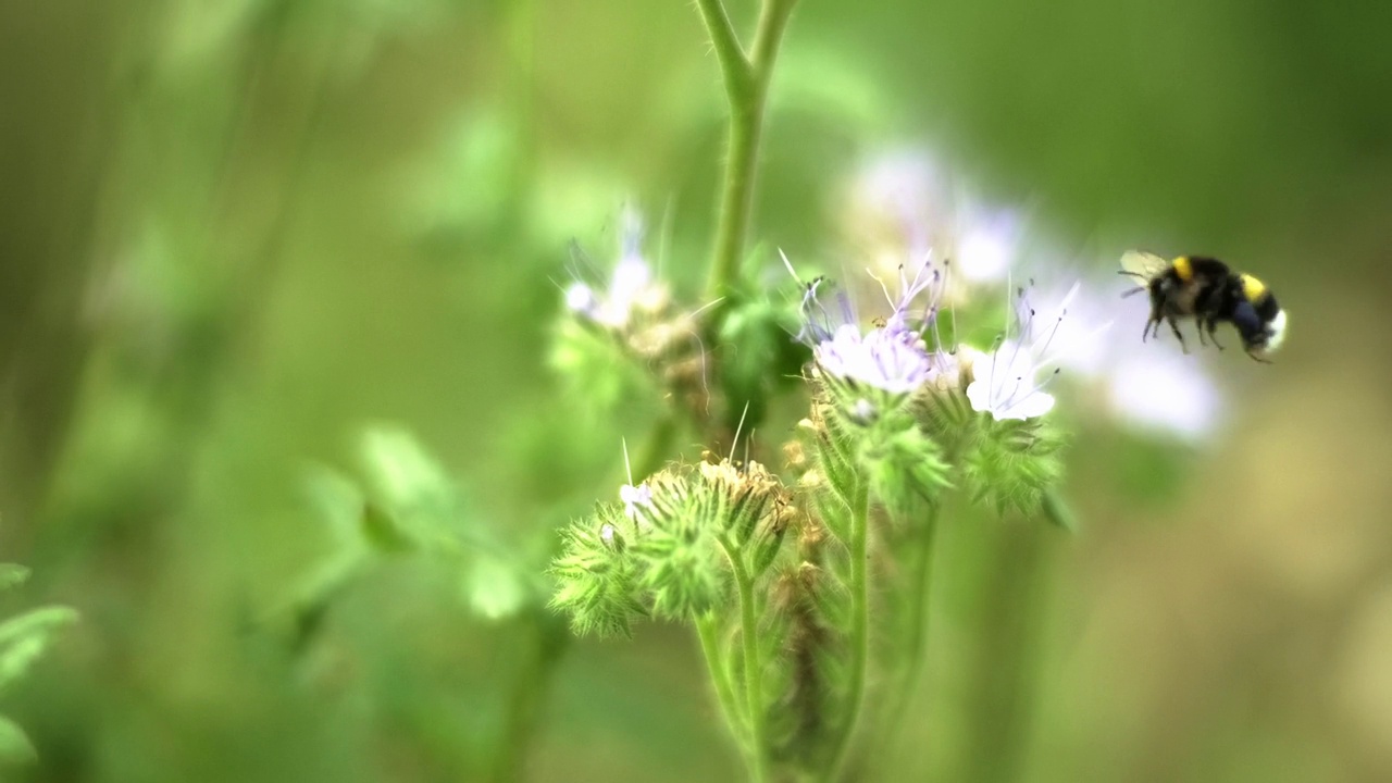 大黄蜂吮吸一朵花的特写，然后把花换成视频素材