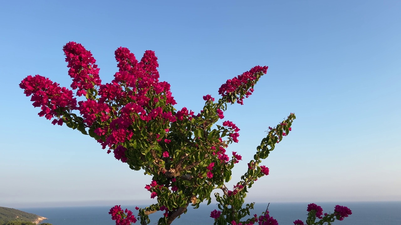 九重葛粉红色的花朵映着天空。视频素材