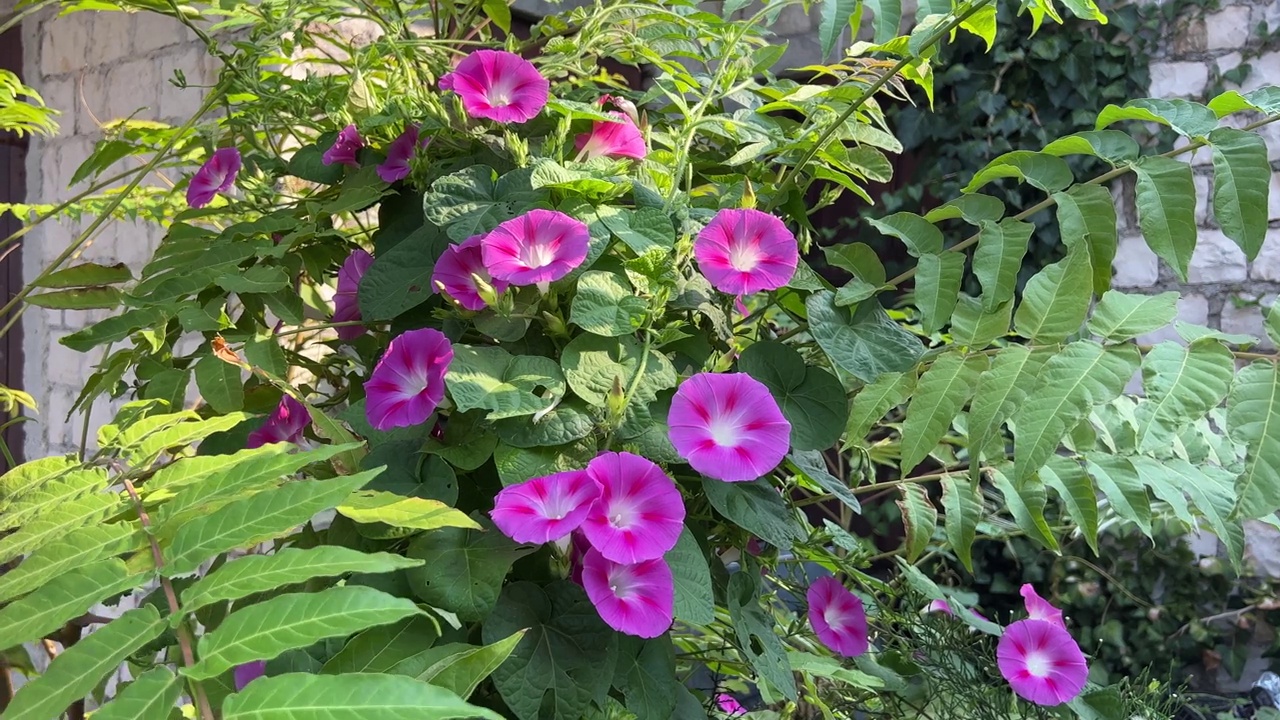 牵牛花是花园里一年生的蔓生植物视频素材