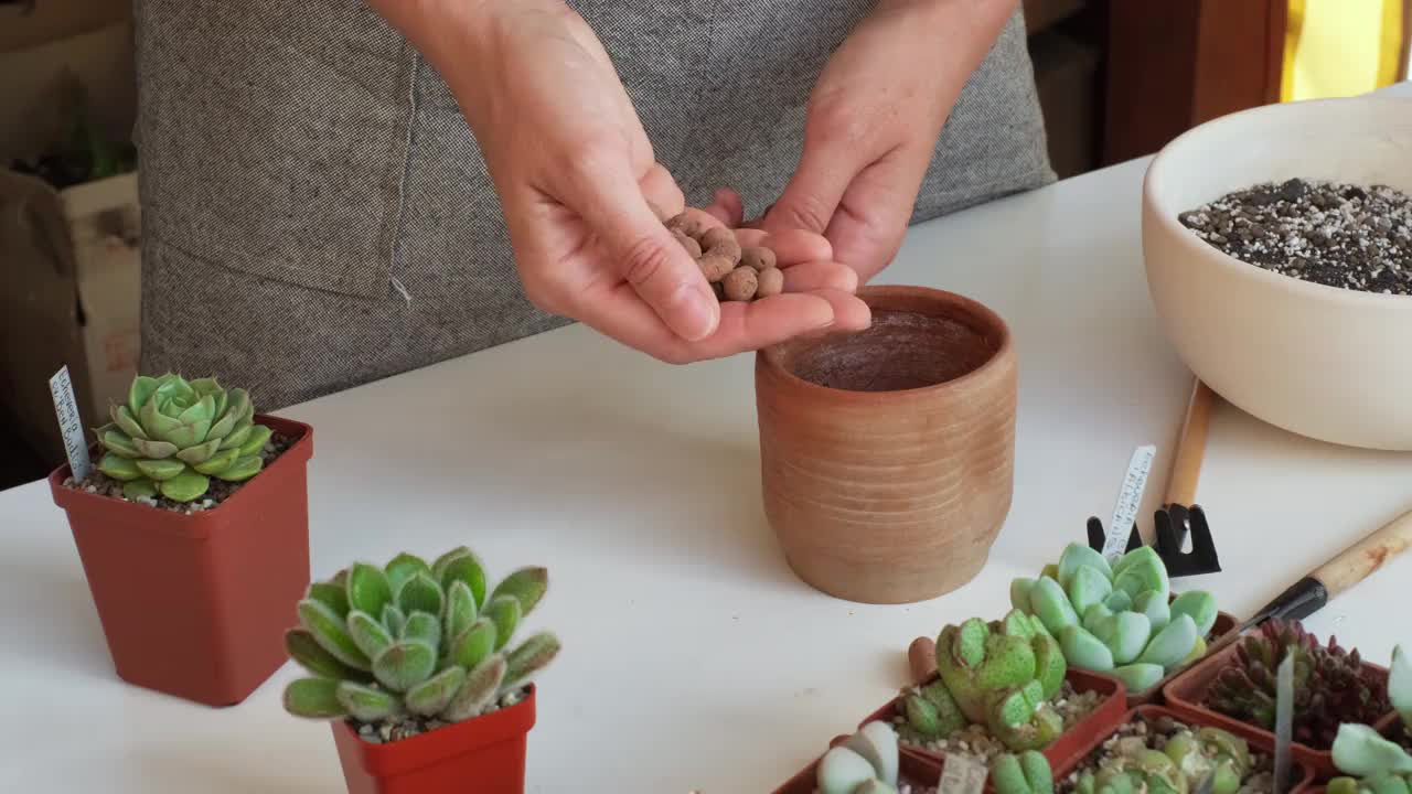 手持排水植物，把鹅卵石放在锅里多肉植物视频下载