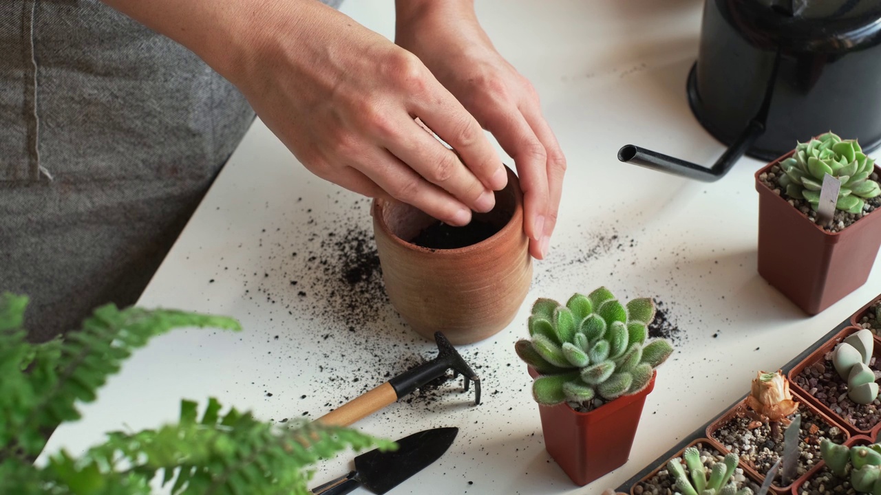 为植物捧土，为家庭花园装土视频下载