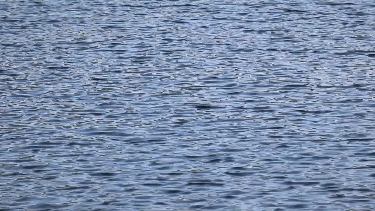 水在佛蒙特州的池塘表面移动(湖泊，溪流，涟漪，宁静，风景)夏季旅游，度假，海滩，阳光视频素材