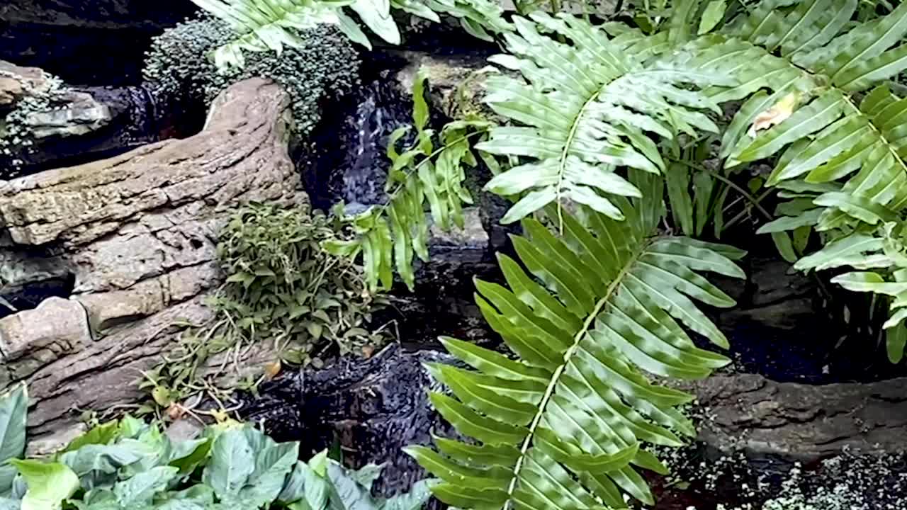 温室里的各色植物视频下载