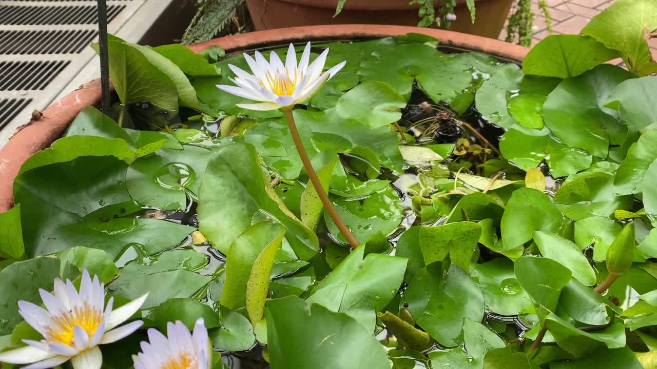 温室里的各色植物视频素材