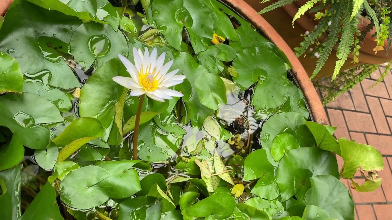 温室里的各色植物视频下载