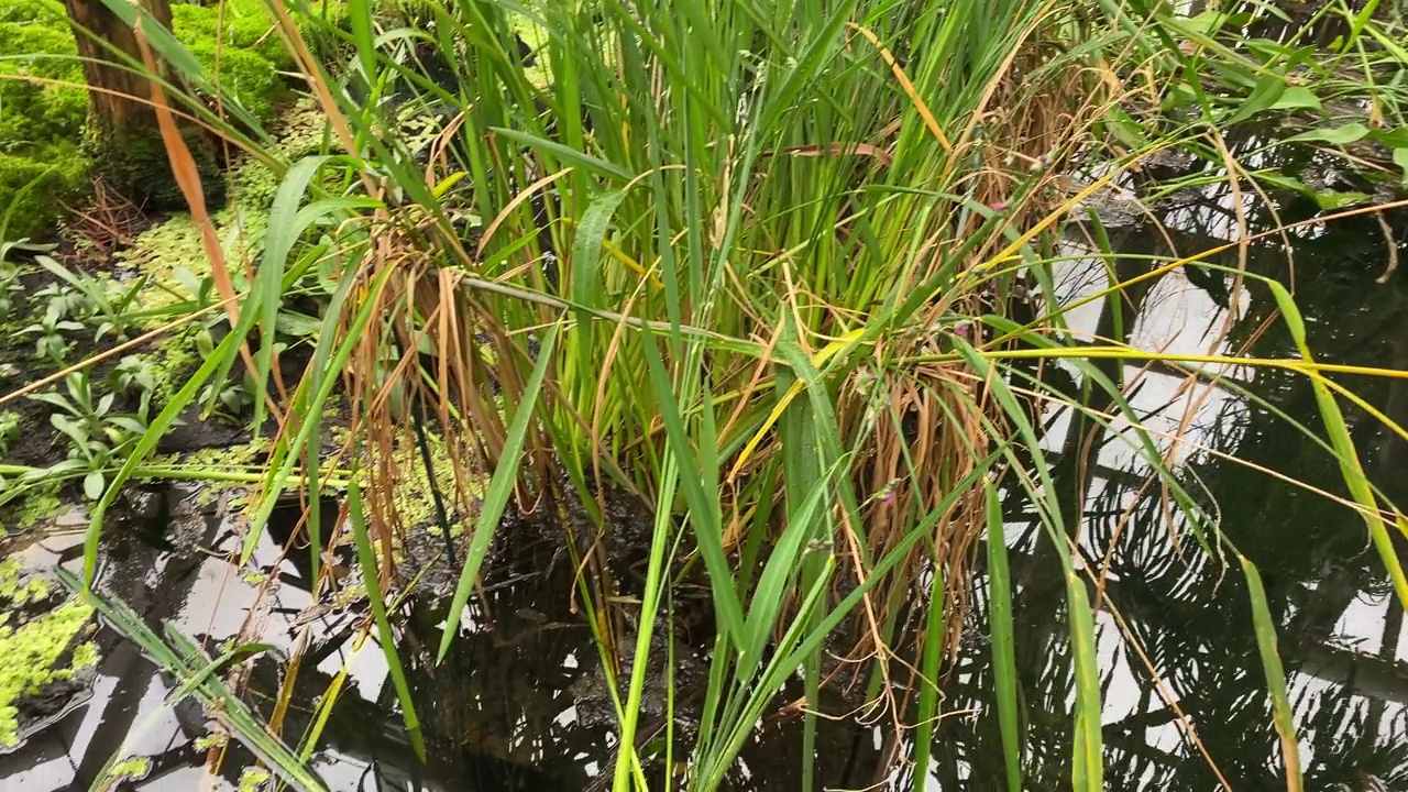 温室里的各色植物视频素材