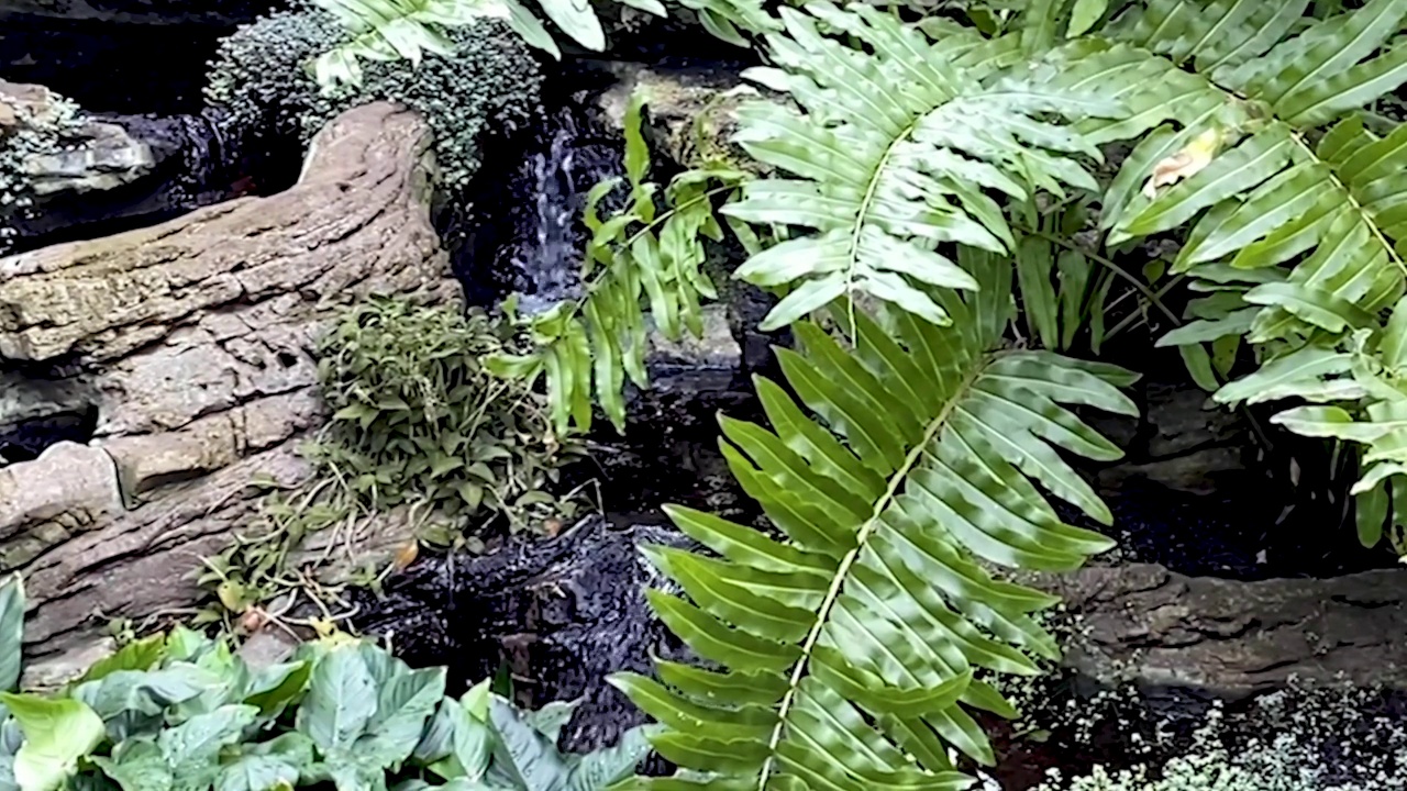 温室里的各色植物视频下载