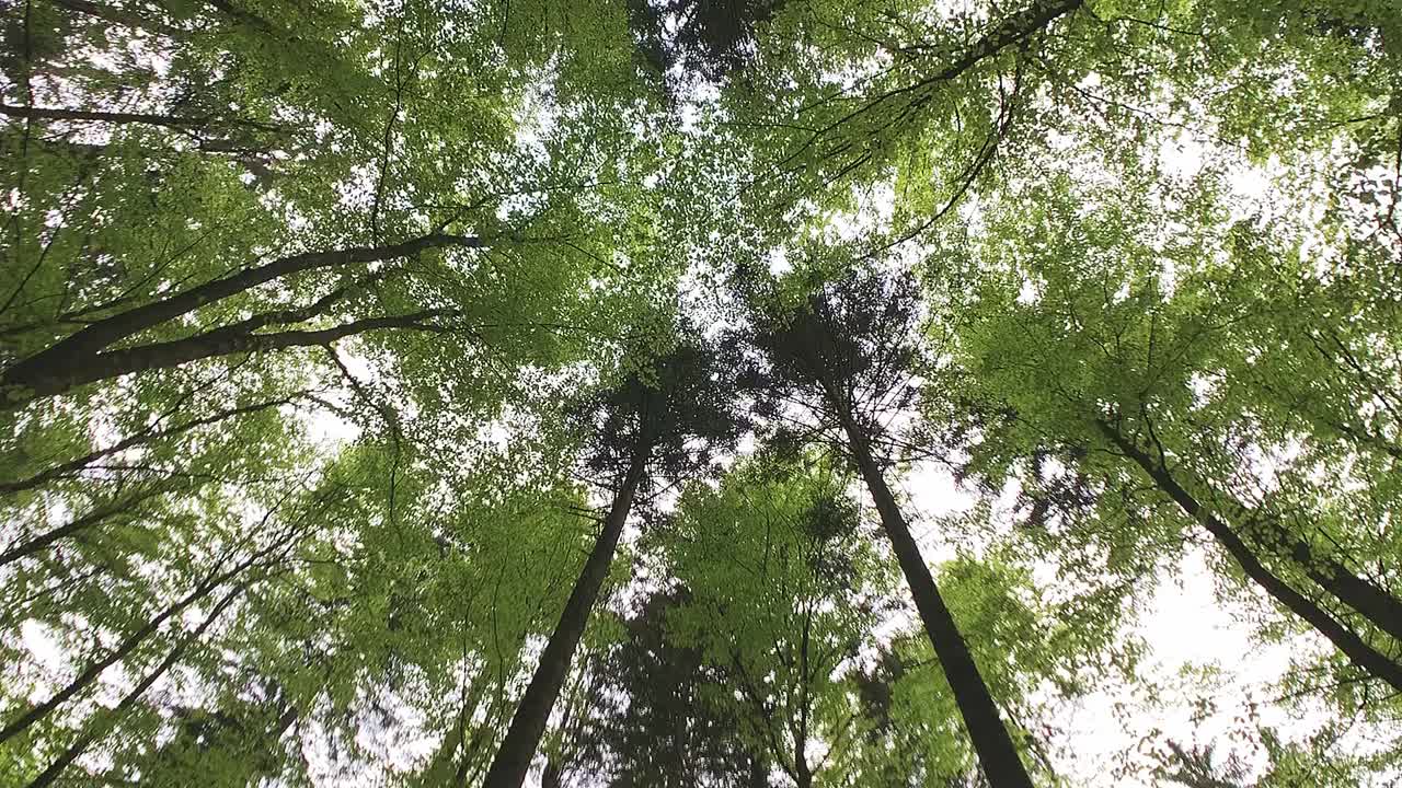 旋转射击直接进入森林树木的树冠视频素材