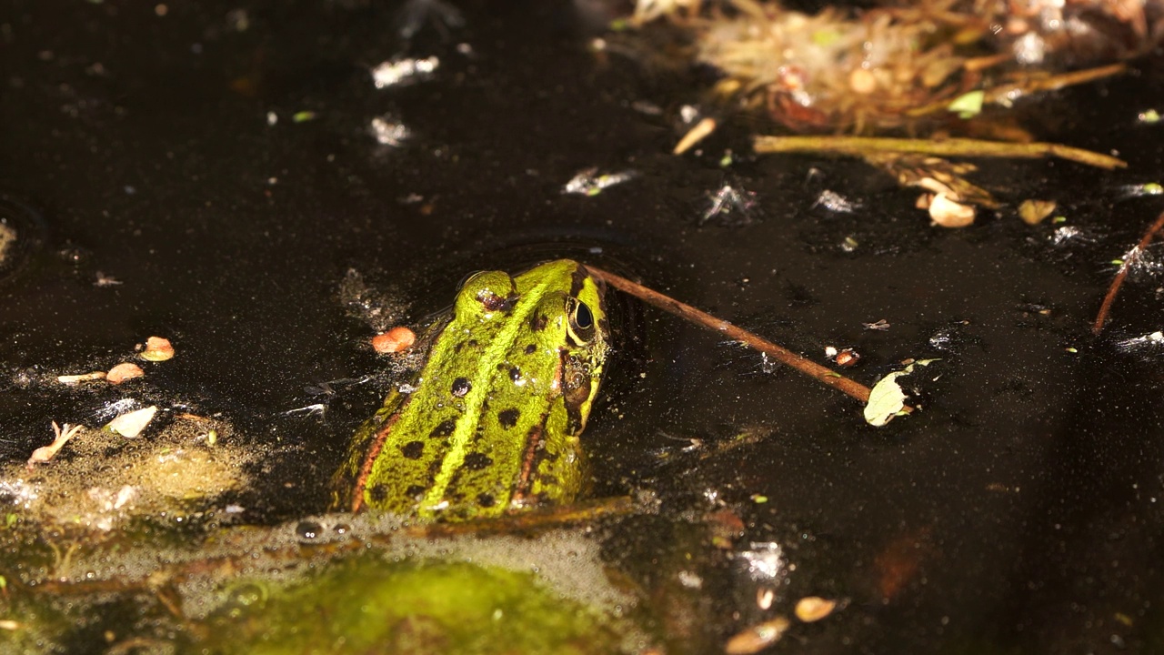 可食蛙(Pelophylax kl. esculentus)是一种常见的欧洲蛙，也被称为普通水蛙或坐在浅水中的绿蛙视频素材