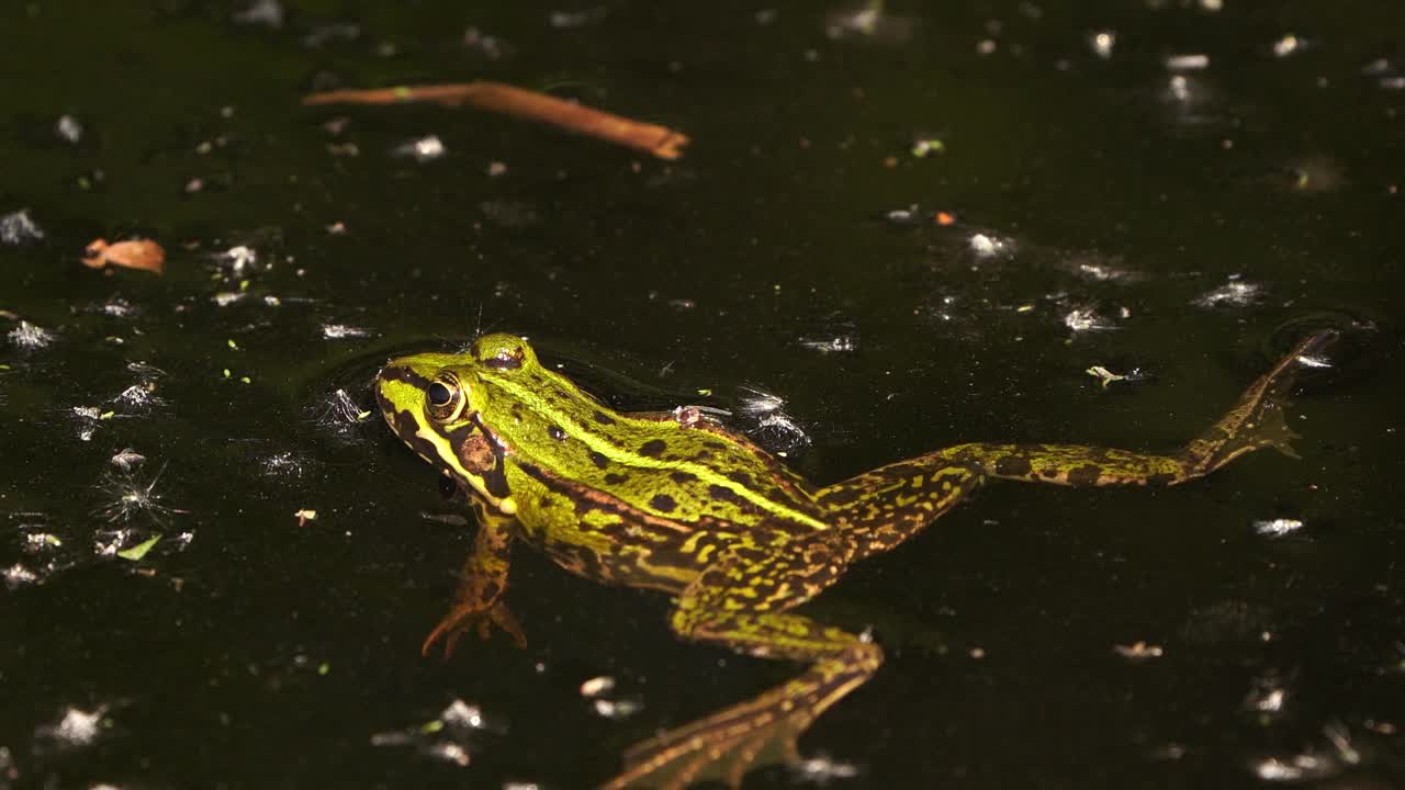 可食蛙(Pelophylax kl. esculentus)是一种常见的欧洲蛙，也被称为普通水蛙或在浅水中盘旋的绿蛙视频素材