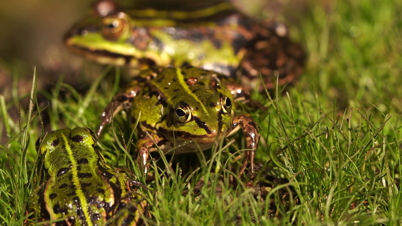 三食蛙(Pelophylax kl. esculentus)是一种常见的欧洲青蛙，也被称为普通水蛙或坐在沟边的绿蛙视频素材