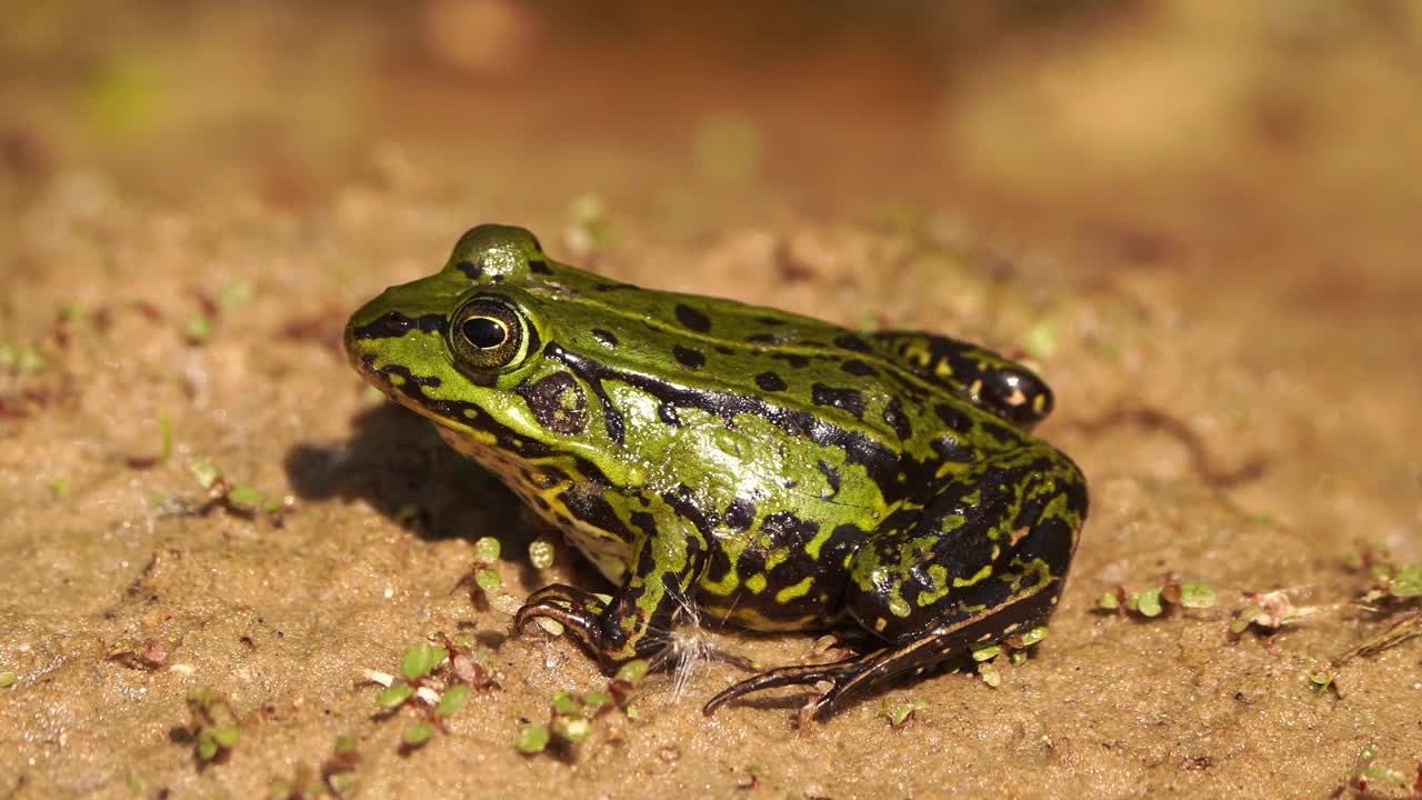 可食蛙(Pelophylax kl. esculentus)是一种普通的欧洲蛙，也被称为普通的水蛙或坐在潮湿的沙子上的绿蛙视频素材