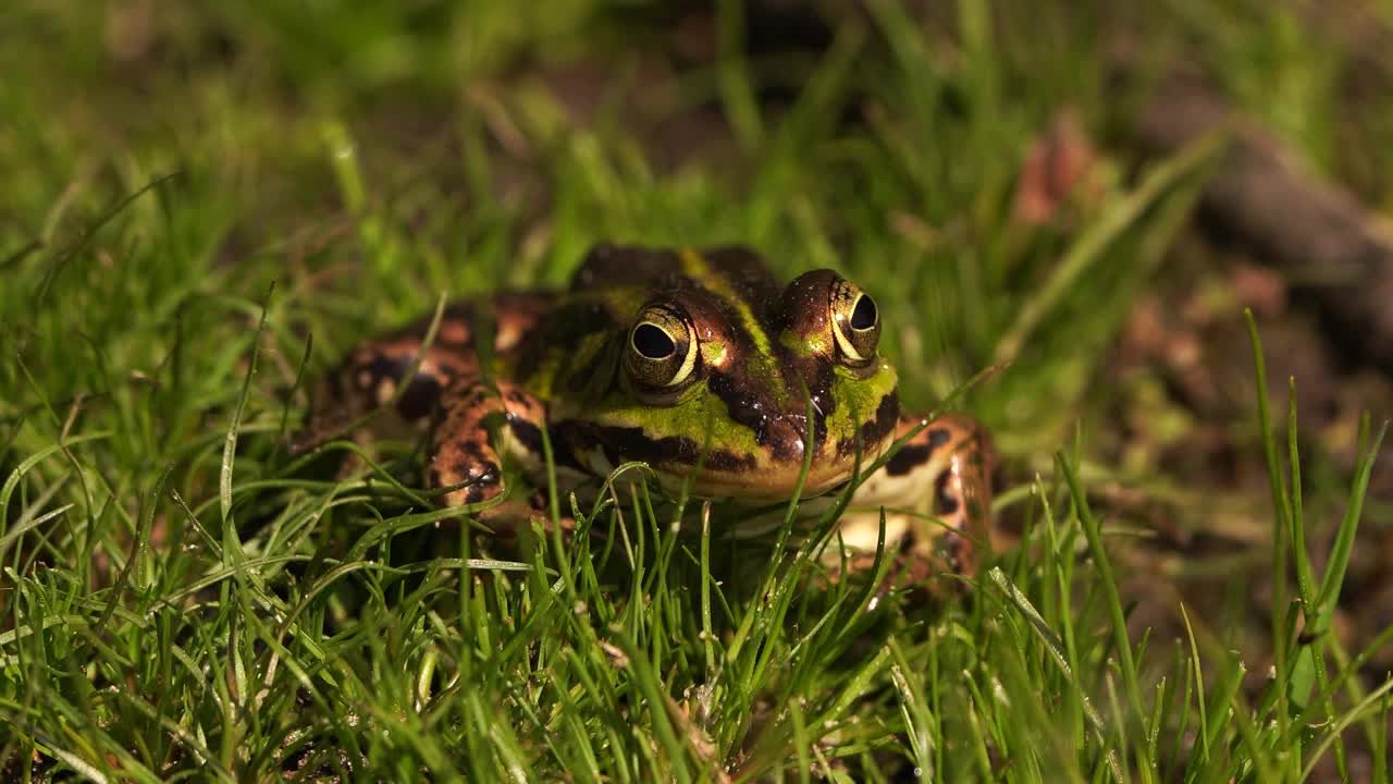 可食蛙(Pelophylax kl. esculentus)是一种常见的欧洲蛙，也被称为普通水蛙或坐在草地上的绿蛙视频素材