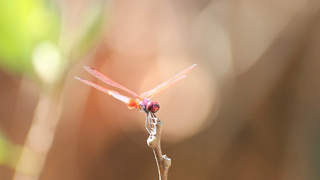 蜻蜓视频下载