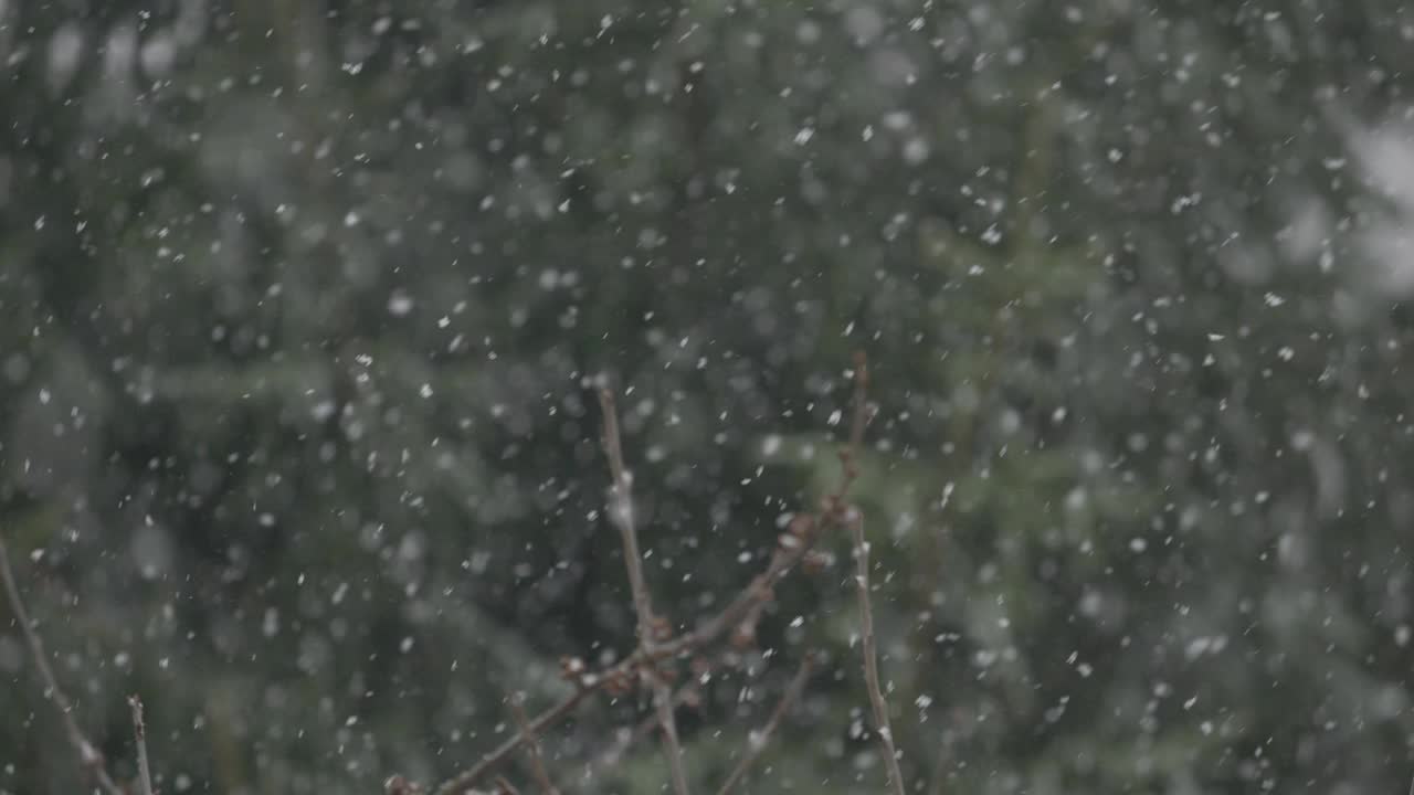 美丽的冬季雪景。迷人的冬天在森林里，雪落在树上。降雪背景下的松树枝。雪花飘落的慢动作冬季景观。视频素材