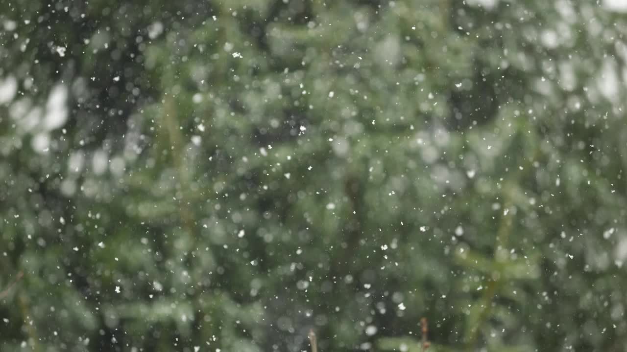 美丽的冬季雪景。迷人的冬天在森林里，雪落在树上。降雪背景下的松树枝。雪花飘落的慢动作冬季景观。视频素材