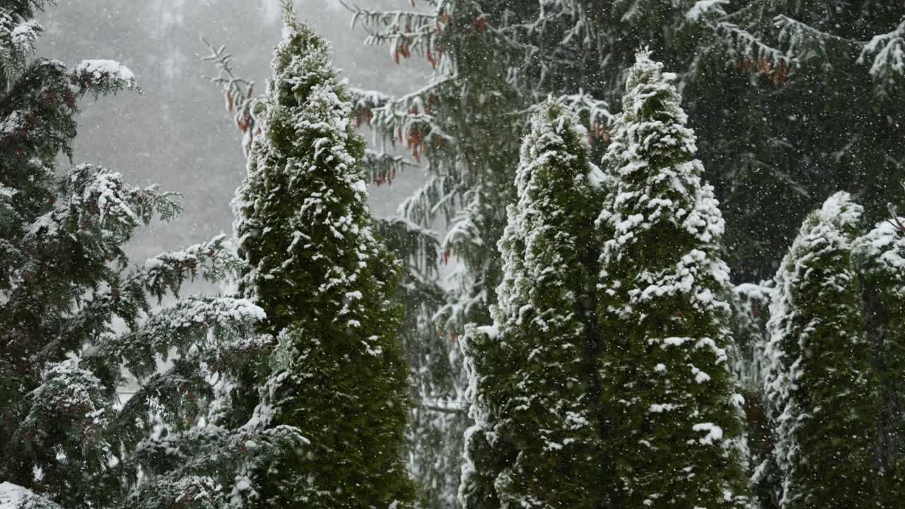 美丽的冬季雪景。迷人的冬天在森林里，雪落在树上。降雪背景下的松树枝。雪花飘落的慢动作冬季景观。视频素材