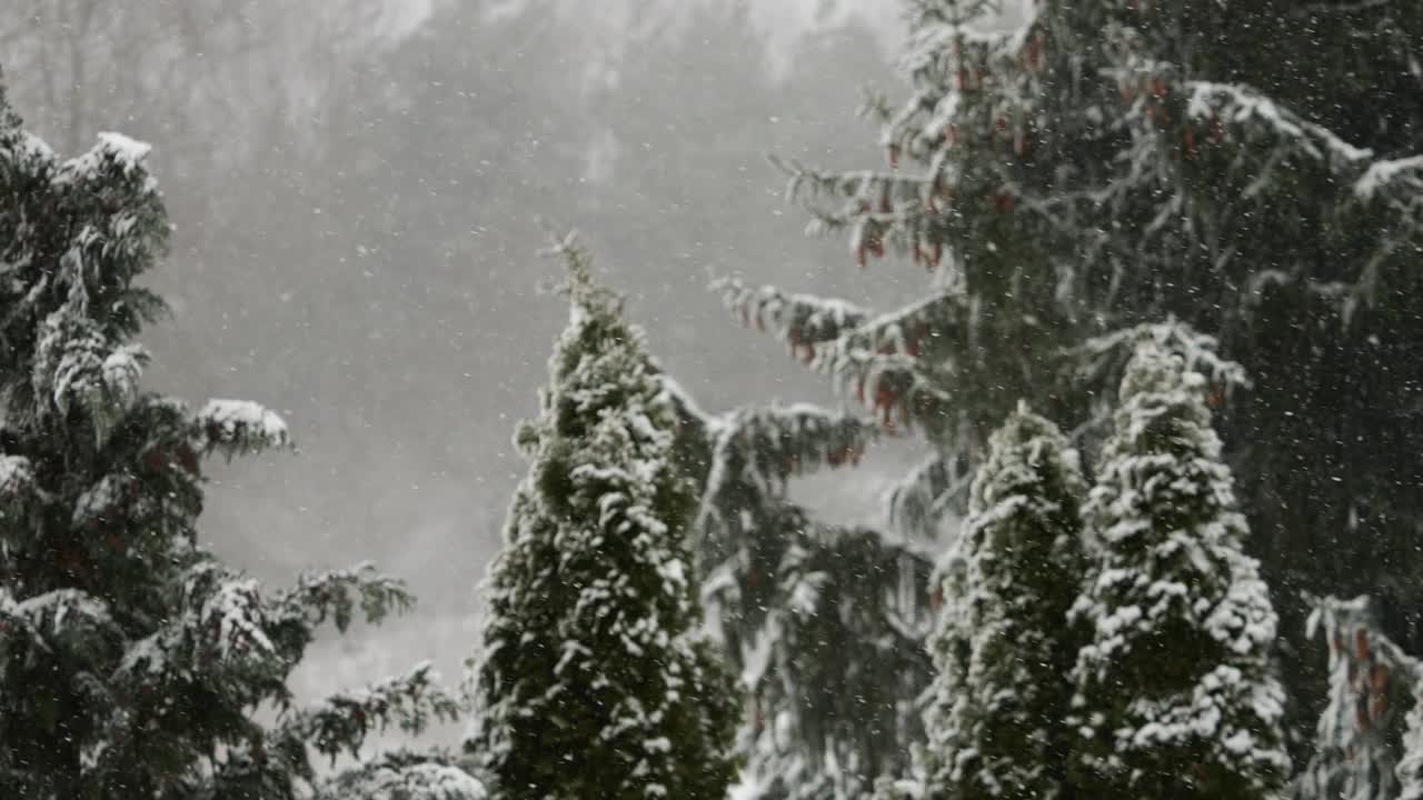 美丽的冬季雪景。迷人的冬天在森林里，雪落在树上。降雪背景下的松树枝。雪花飘落的慢动作冬季景观。视频素材