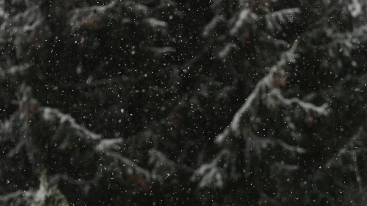 美丽的冬季雪景。迷人的冬天在森林里，雪落在树上。降雪背景下的松树枝。雪花飘落的慢动作冬季景观。视频素材