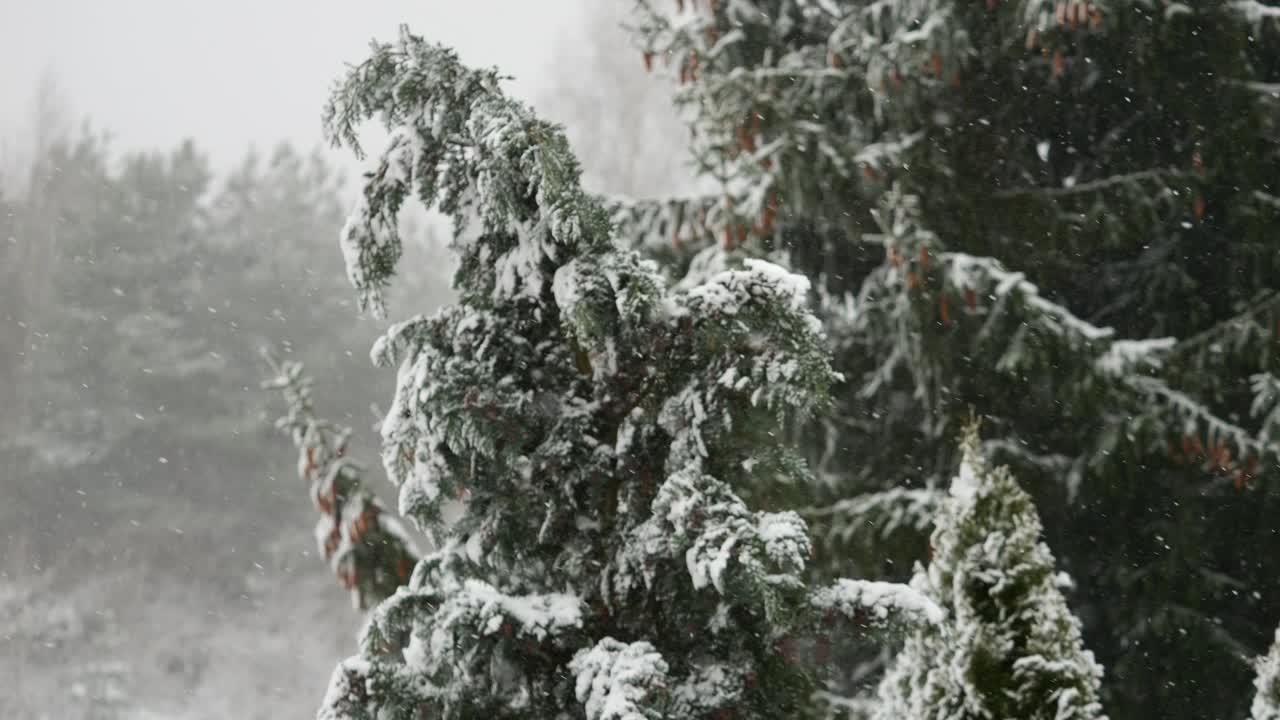 美丽的冬季雪景。迷人的冬天在森林里，雪落在树上。降雪背景下的松树枝。雪花飘落的慢动作冬季景观。视频素材