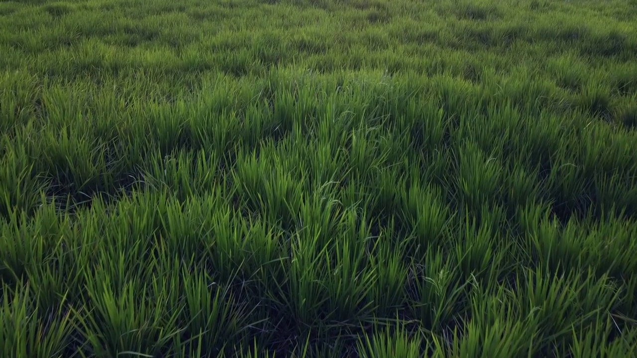 田野里的草视频素材