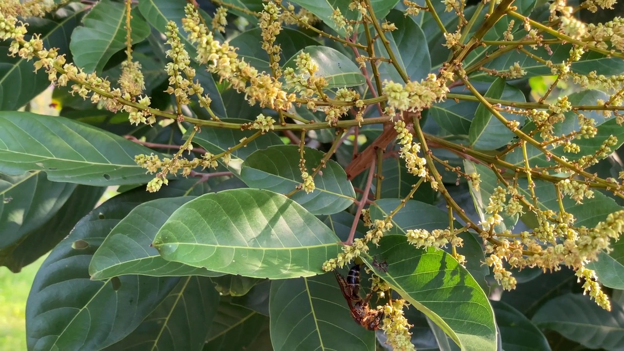 热带花园树上红毛丹花的花蕾视频素材