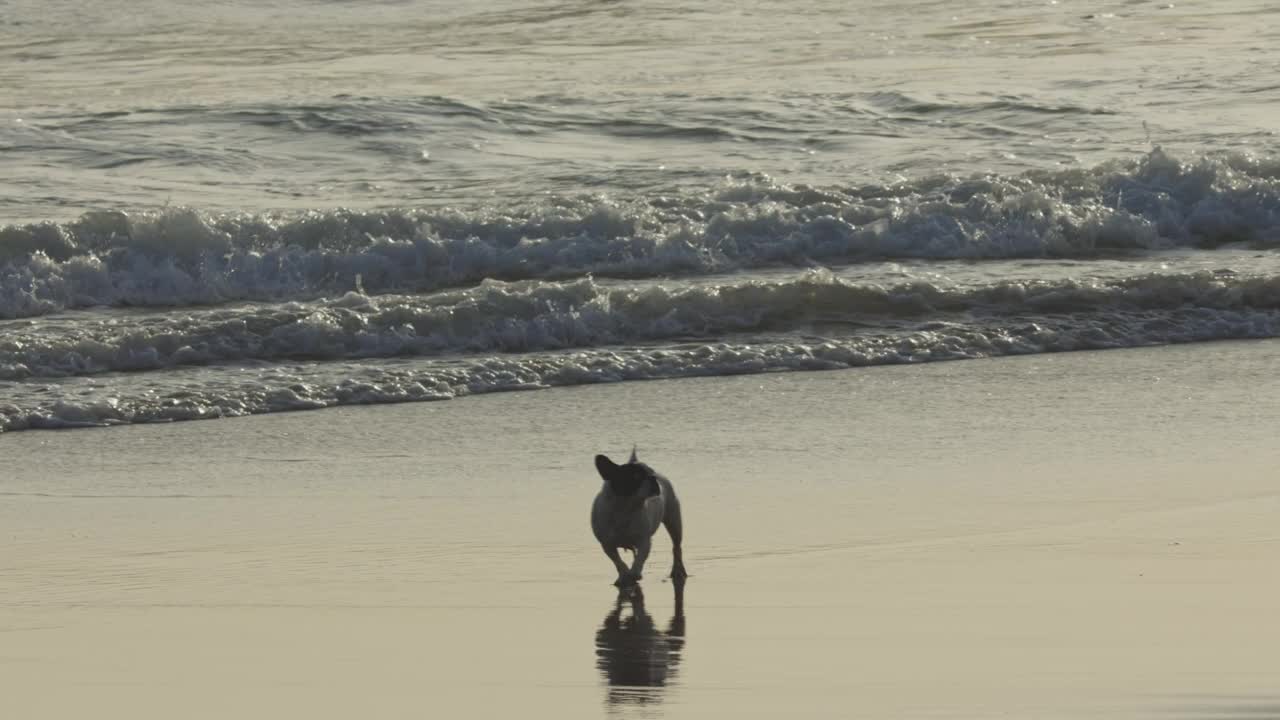 日落时分，一只法国斗牛犬在海滩上奔跑视频素材