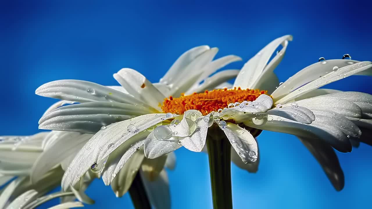 甘菊上的晨露视频下载