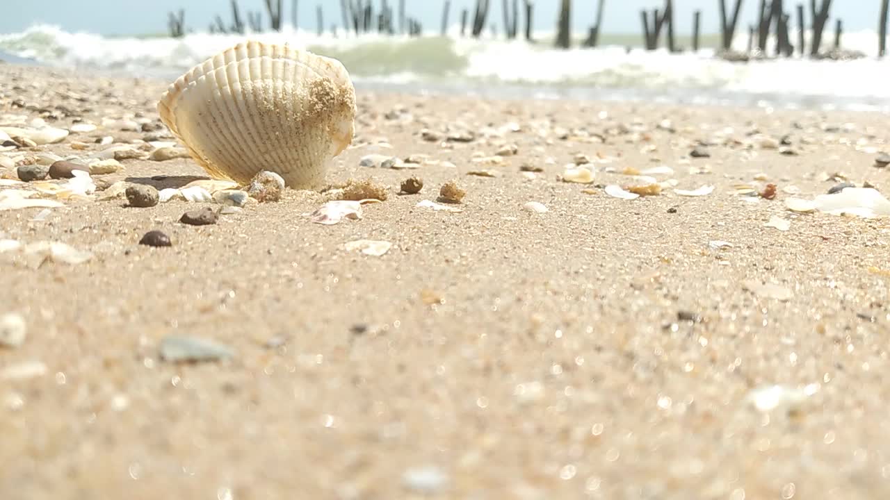 热带海滩的贝壳在沙滩上，海浪在岸边翻滚。视频下载