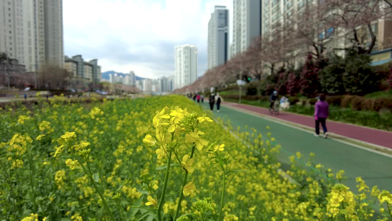 柳菜油菜花盛开在亚洲韩国釜山的温天川溪。视频下载