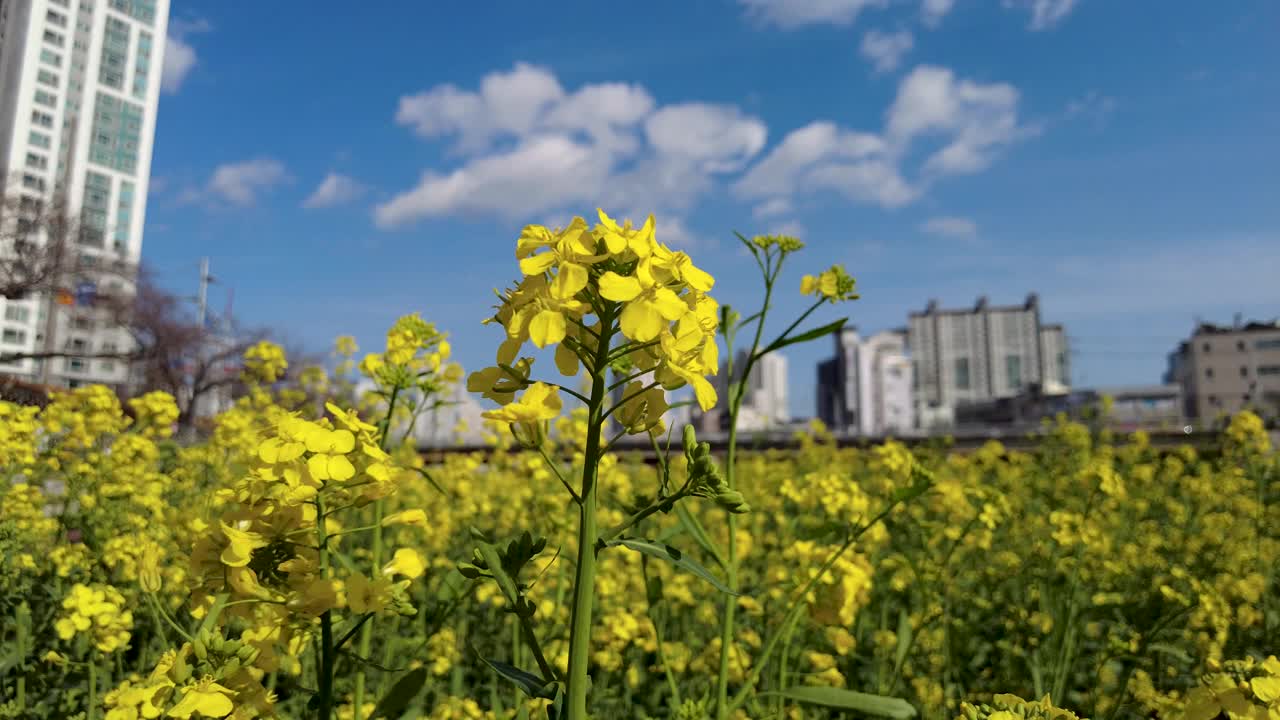 柳菜油菜花盛开在亚洲韩国釜山的温天川溪。视频下载