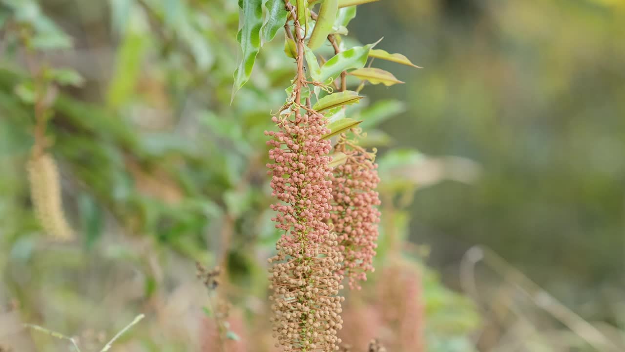 开花植物树视频素材