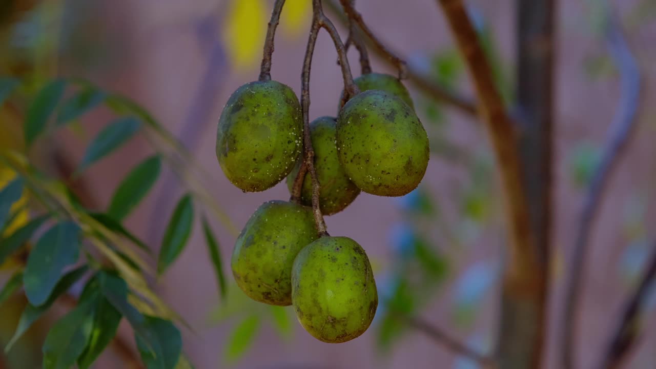 孟子果视频素材