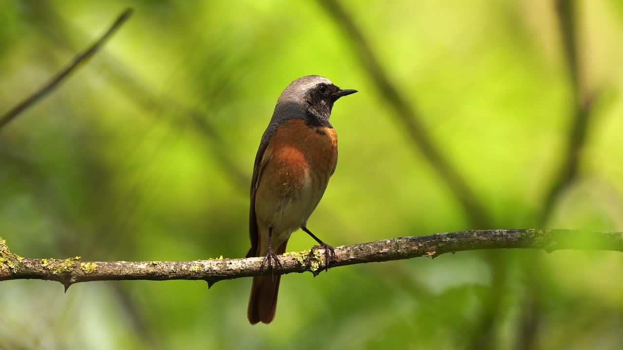 一只雄性红尾鸲(Phoenicurus Phoenicurus)警觉地坐在森林的树枝上视频素材