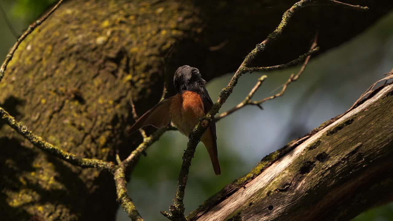 一只雄性红尾鸲(Phoenicurus Phoenicurus)在春天擦拭自己的羽毛视频素材