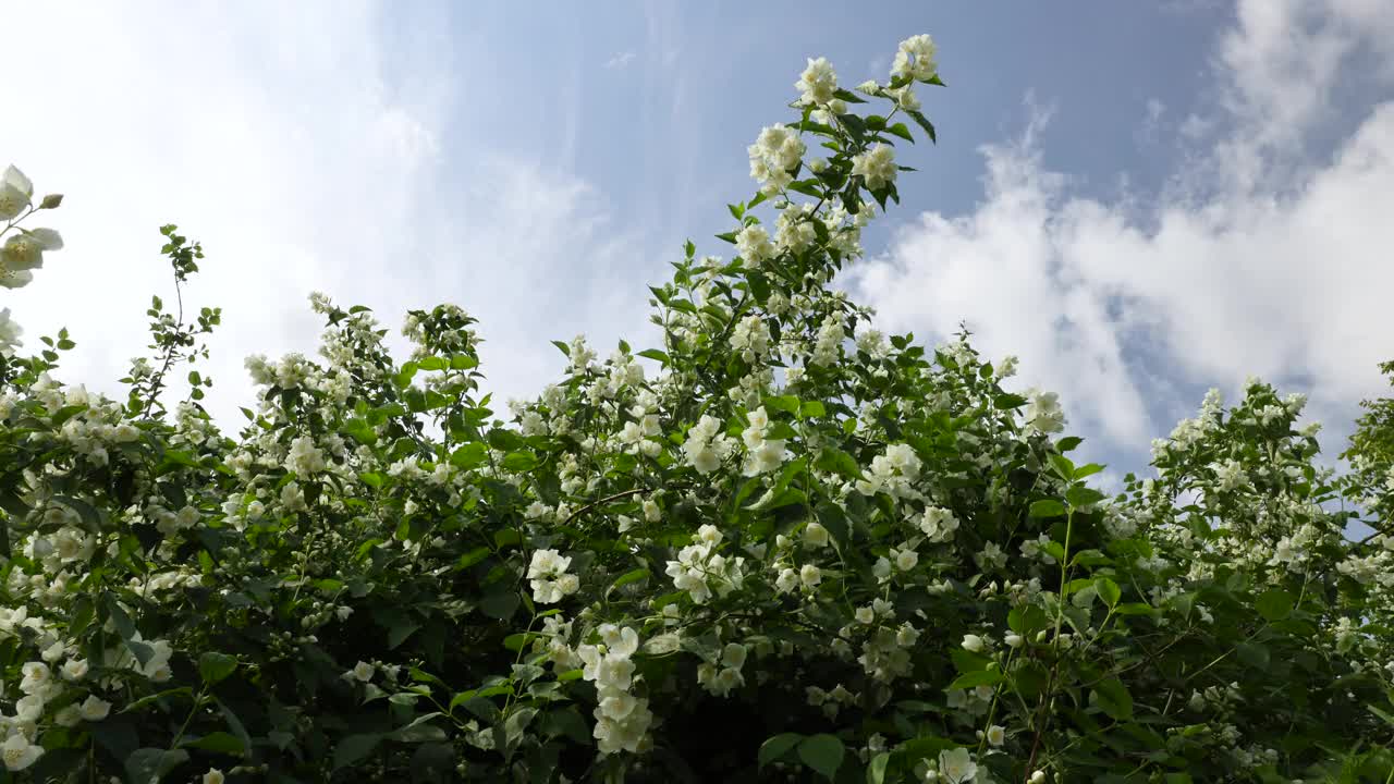 芬芳的白色茉莉花在夏天盛开视频素材