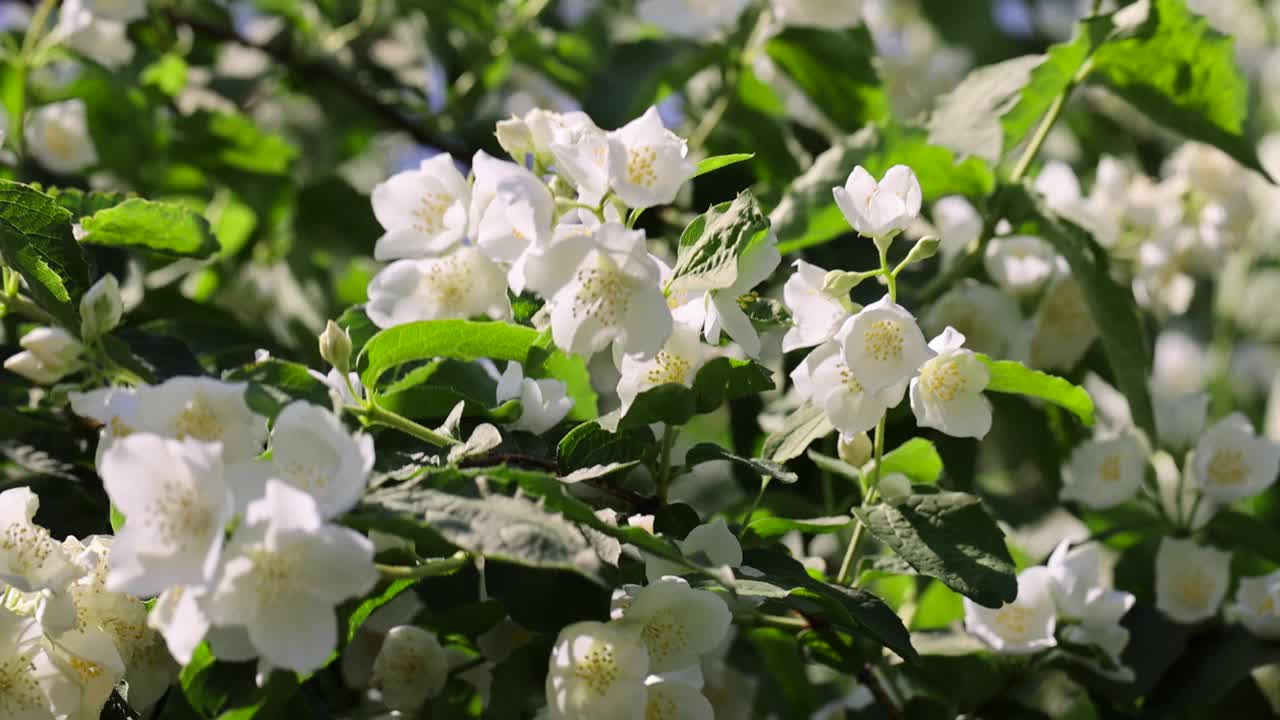 盛开的白色茉莉花在春天的季节视频素材