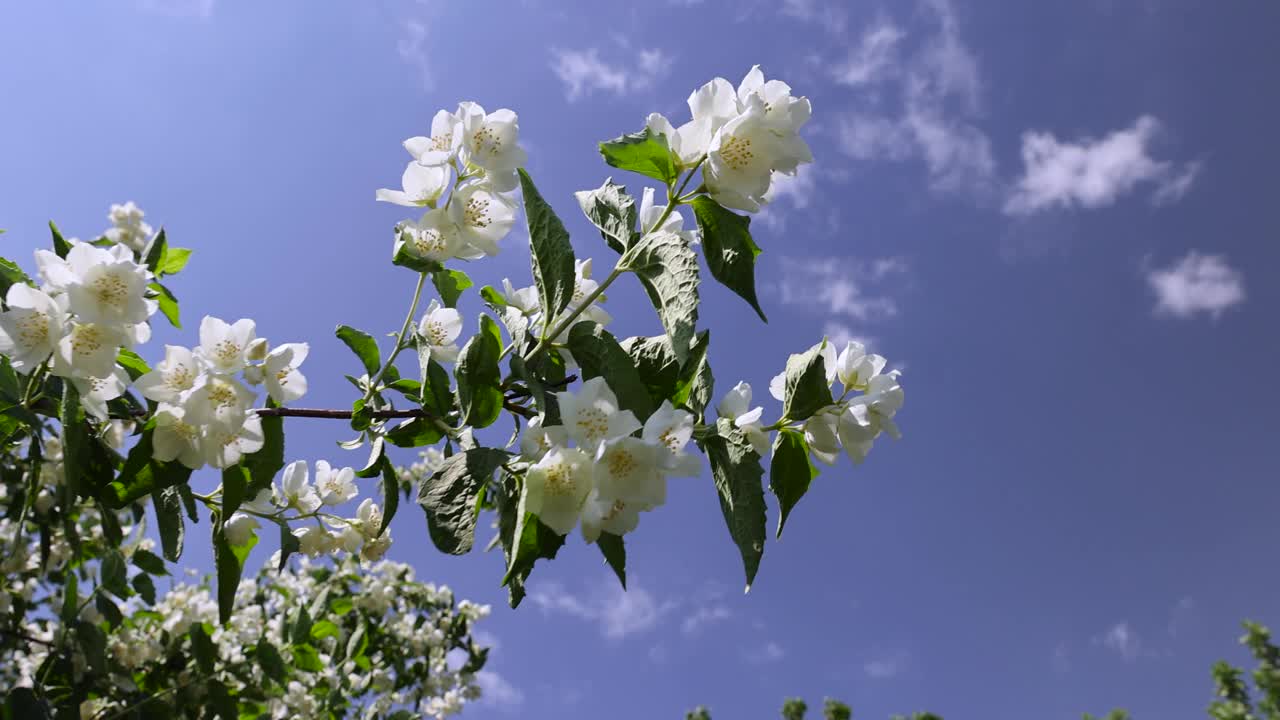 盛开的白色茉莉花在春天的季节视频素材