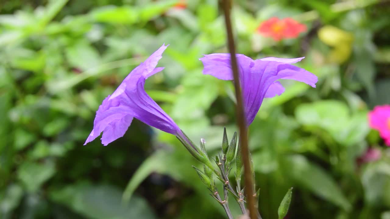 盛开的紫色肯纳花或Ruellia视频素材