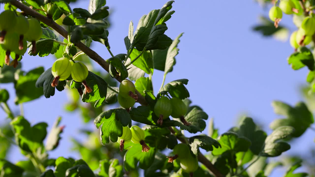花园里有未成熟的绿色浆果的醋栗丛视频素材
