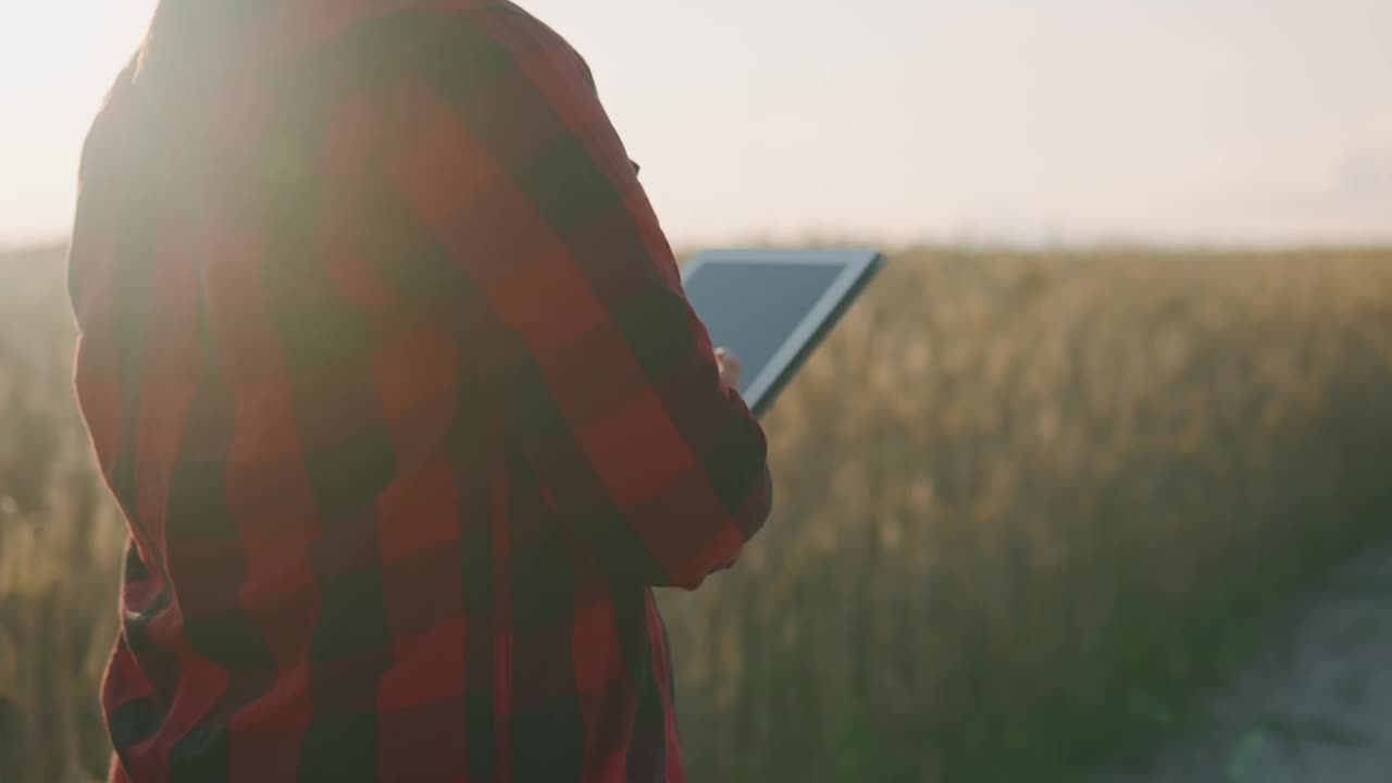 夕阳下，农业企业工人在麦田里用平板电脑写数据。视频素材