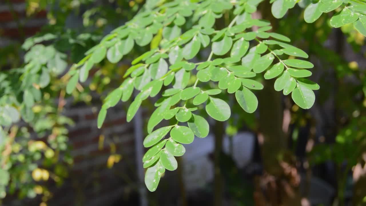 辣木叶在树上是新鲜的，绿色的。视频素材