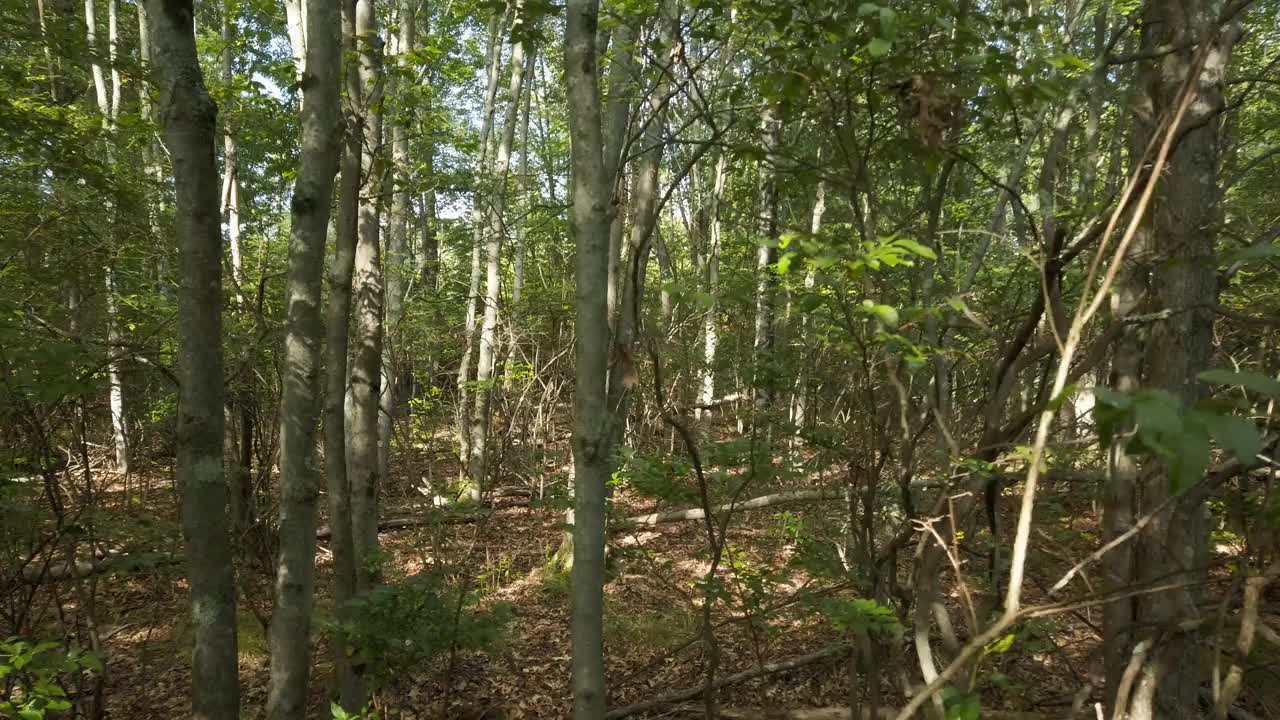 漫步在森林湿地-侧视图视频素材