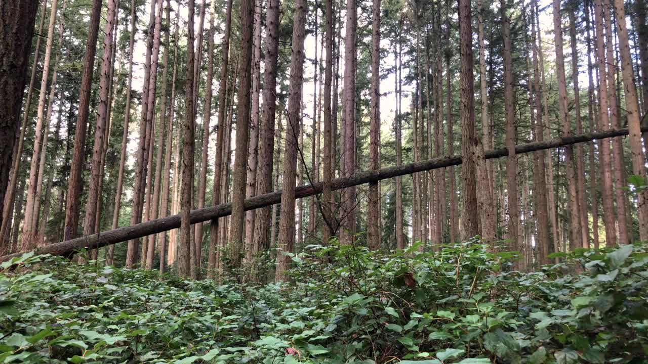 美丽的太平洋西北常绿森林在夕阳下视频下载