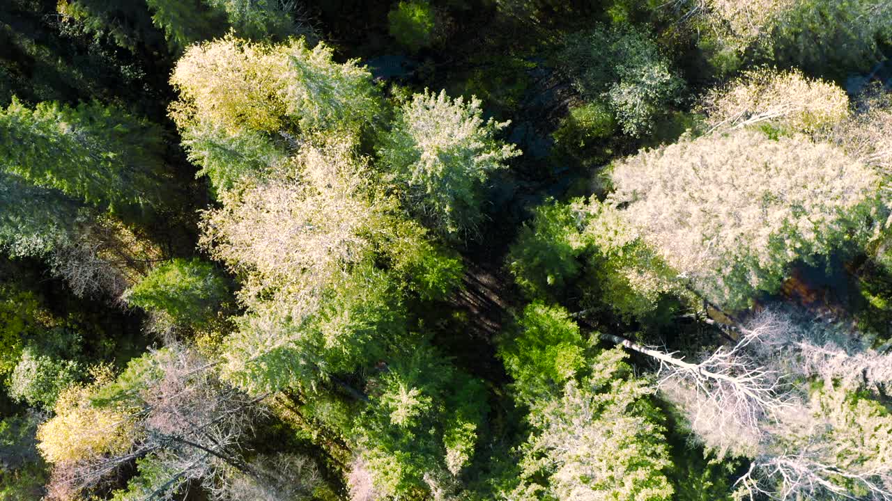 绿色森林的直升机视图。夹。长着绿叶的大树随风摇曳，阳光明媚视频素材