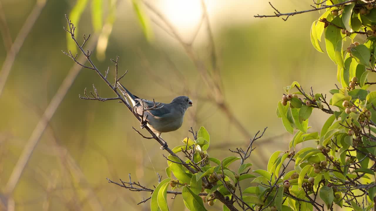 Sayaca Tanager Bird视频素材