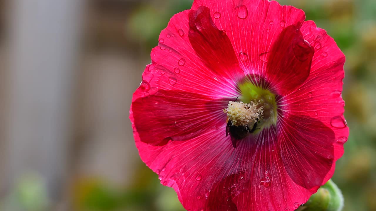 蜜蜂在红蜀葵花上采蜜视频素材