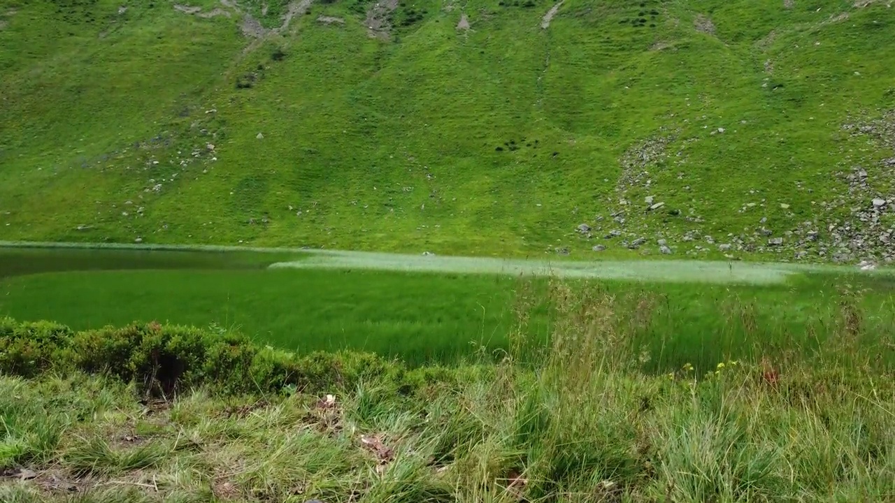 绿草在山上4k视频素材