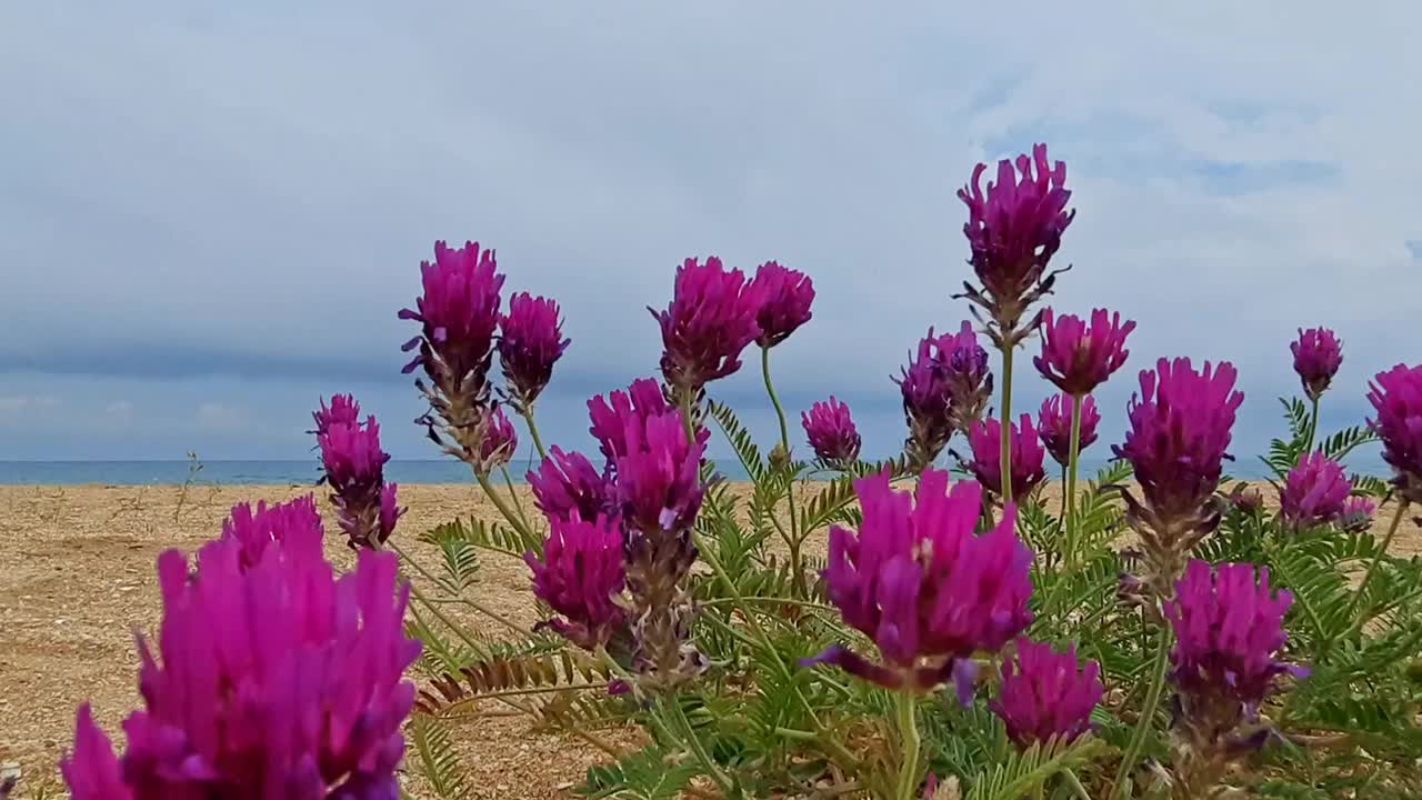 花与紫色的芽特写，在风中摇曳，海边视频素材